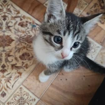 Котенок. Мальчик в добрые руки