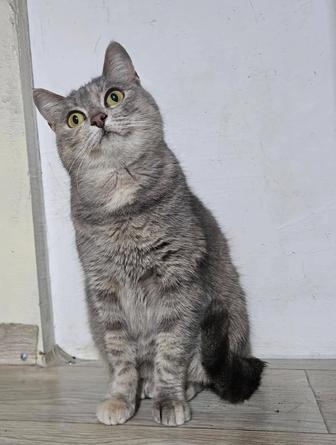 Кошечка Кэтти