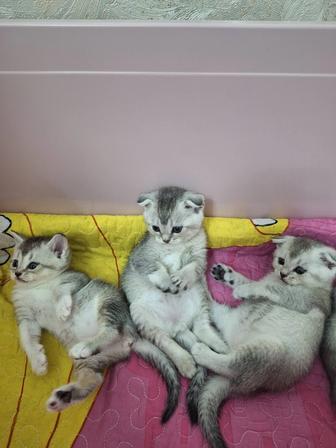 Котят