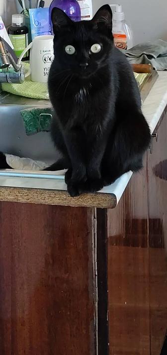 Пропала кошка