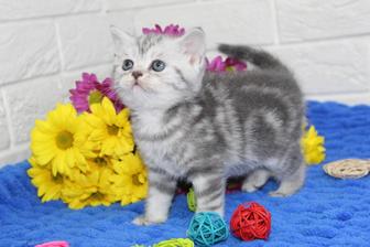 Британские Котята