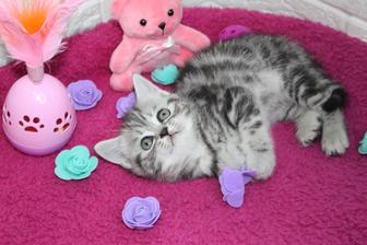 Прямоухие Котята