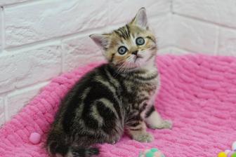 Британские Котята