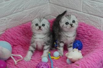 Вислоухие и Прямоухие Котята