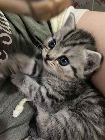 Скоттиш-страйт котенок