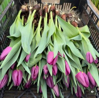 Тюльпаны к 14 февраля и к 8марта