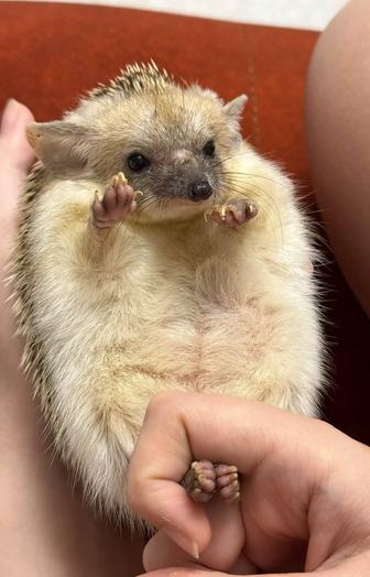 Ежик питомец