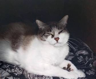 Кот