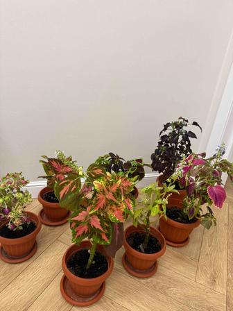 Продам цветы комнатные