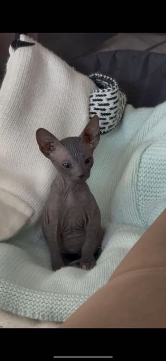 Продам кошку