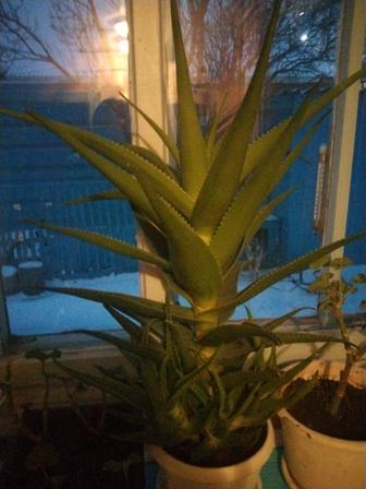 Алоэ 6 лет на лекарство