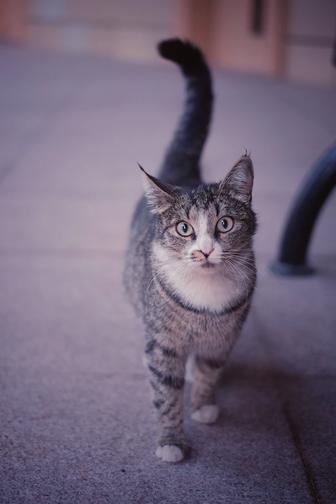 Молодая кошечка, потеряшка, 8-10 месяцев, в поисках семьи