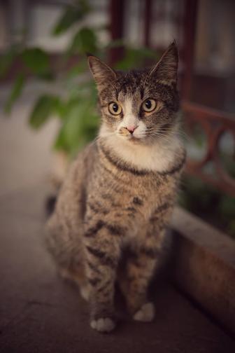 Молодая кошечка, потеряшка, 8-10 месяцев, в поисках семьи