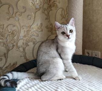 Британские шиншиллы