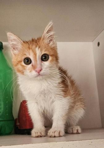 Котик в добрые руки