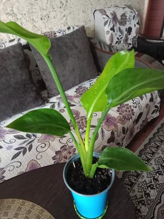 Стрелиция Николая продам