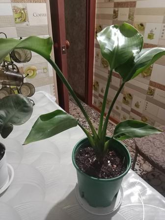 Стрелиция Николая продам