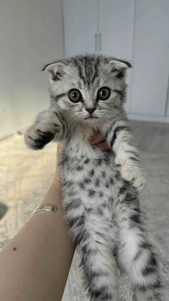 Шотландский вислоухий котенок