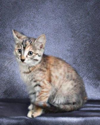 Котята 2.5 - 3 месяца ищут дом