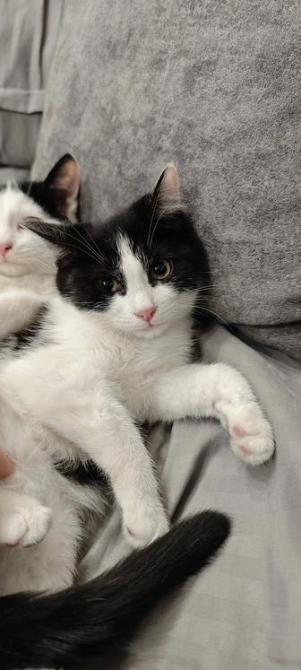 Котята 3 месяца ищут дом