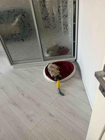 Продам собаку породы мопс