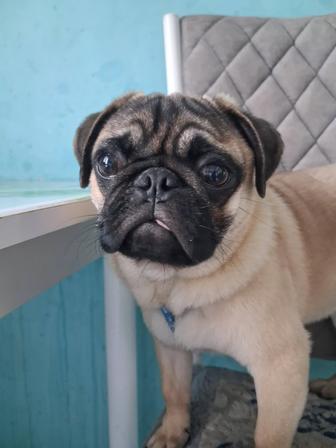 Продам собаку породы мопс