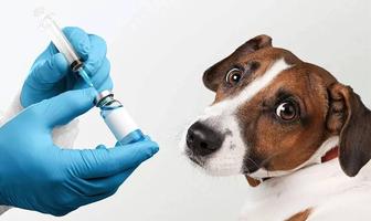 Вакцинация собак и кошек