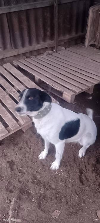 Отдам собаку даром