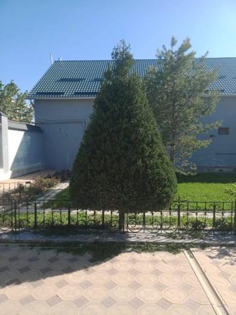 Обрезка хвойных деревьев,лигустр,опрыскивание опрыскивание деревьев