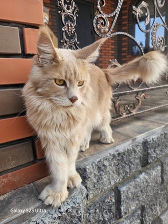 Продам кота 2года
