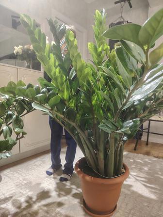 Доллар Замиокулькас