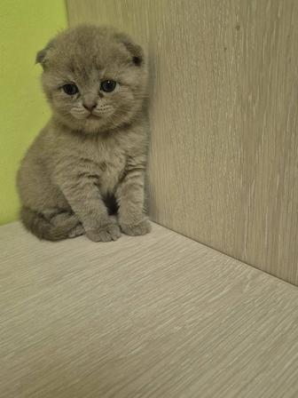 Милые вислоушки котята в подарок и для души