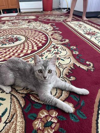 Кошка шотландская