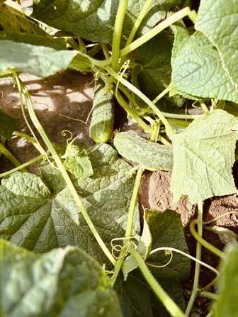 Огурцы с фермы (бесплатная доставка по Астане)