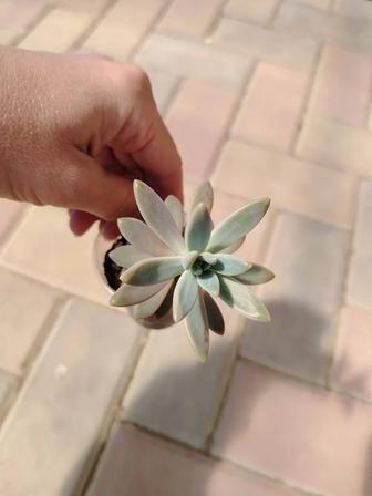 Продам суккуленты