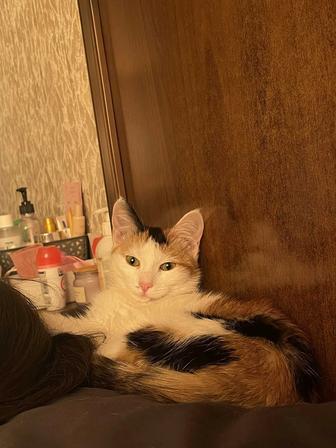 Отдам кошку в хорошие руки