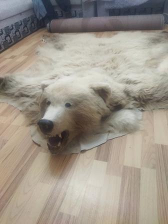 Шкура медведя с головой