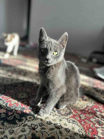 Отдам котенка