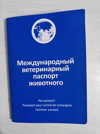 Отдам кошечку.
