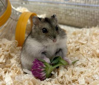 Джунгарский Хомяк