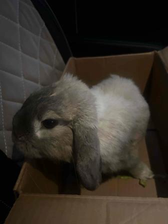 Кролик вислоухий