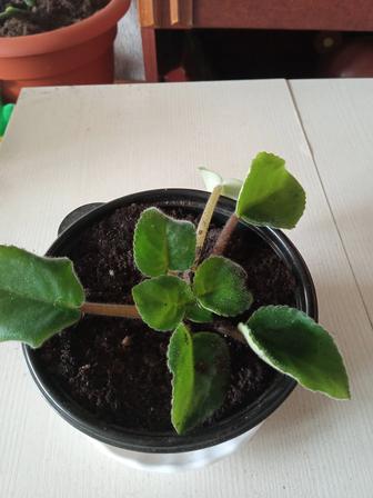 Продам цветок комнатный фиалка