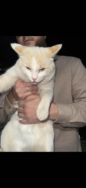 Кот в добрые руки