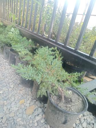 Можжевельник