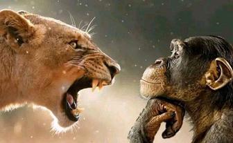 Интеллектуальный спарринг-партнер. Дебаты на любую тему. Онлайн.