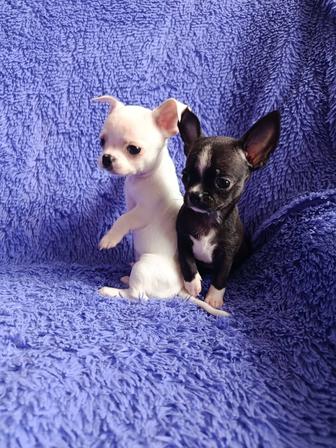 Чихуахуа мини