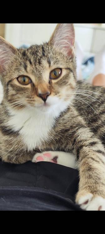 Здоровый чистый котенок