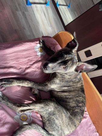 отдам собаку срочно Амстафф