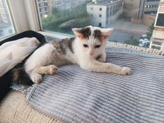 Отдам котенка в самые заботливые ручки
