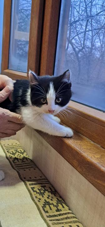 Котенок 2 месяца